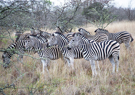 Plains zebra group